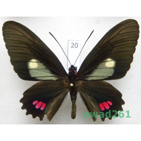 Parides erithalion erlaces (Gray, 1852) Peru 68mm20